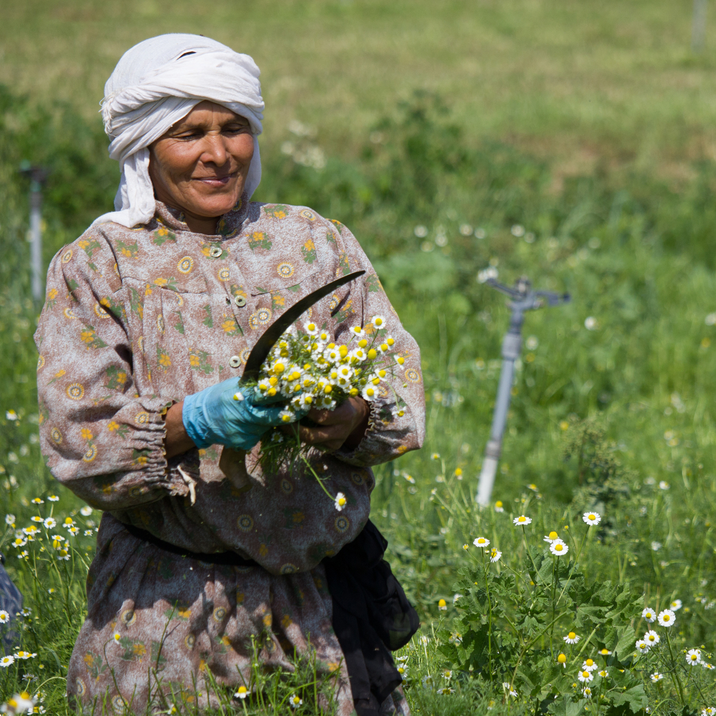 SEKEM and Sustainable Development | Biodynamic Association